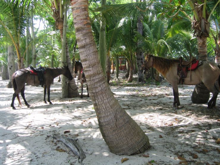 Horses near beach at Santa Teresa