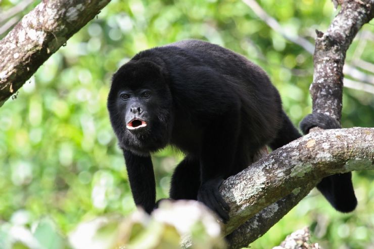 Magnificent Mantled Howler Monkey in Puerto Viejo forest