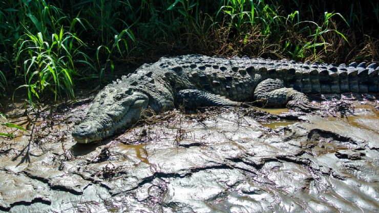 Huge Crocodile in the Tarcoles River near Jacó