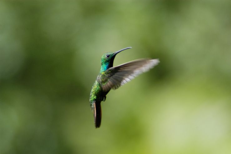 Hummingbird in Drake Bay