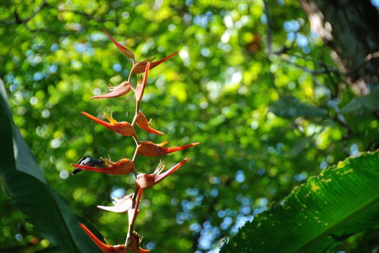 Hummingbird in Paso Canoas area