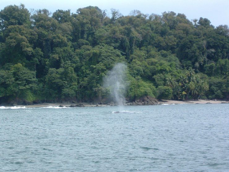 Humpback Whale breathing off the coast of Ballena National Marine Park