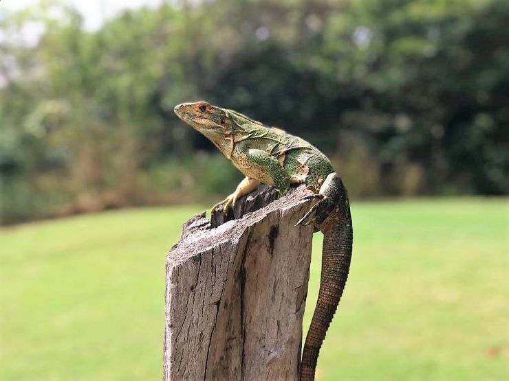 An iguana at Hacienda Pinilla golf course