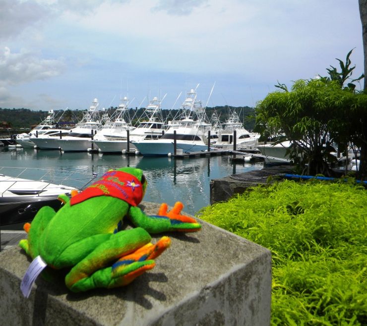 Javi the Frog admiring yachts at marina