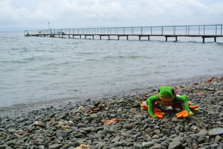 Javi the Frog at the beach pier at Playa Nicuesa Rainforest Lodge