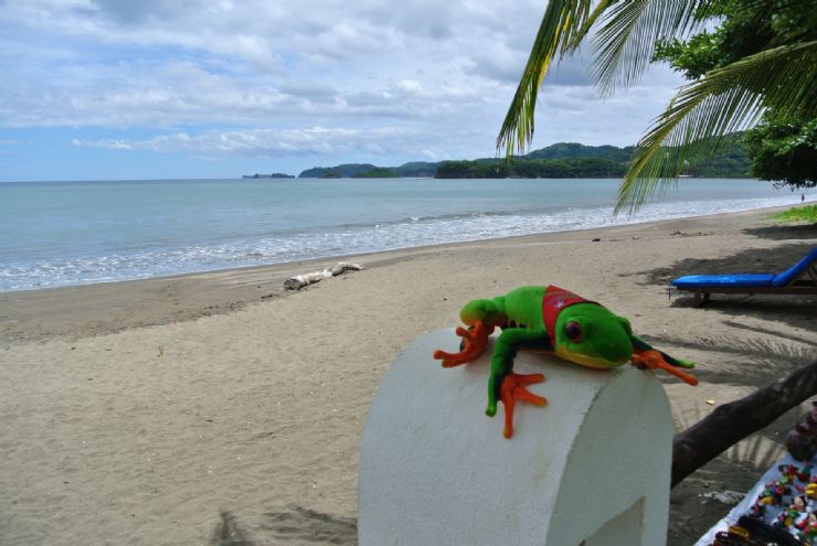 Javi the Frog at Bahia del Sol, Potrero beach, Guanacaste