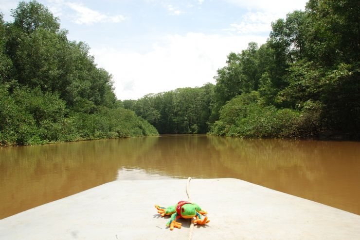 Javi the Frog in Tarcoles River