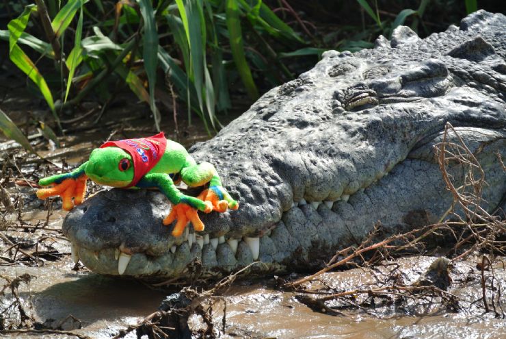 Javi the Frog over huge croc in Tarcoles