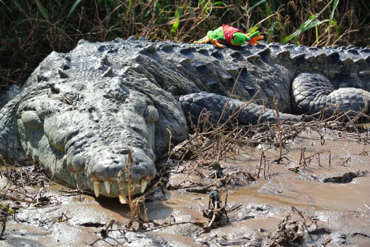 Javi over resting Croc, Tarcoles