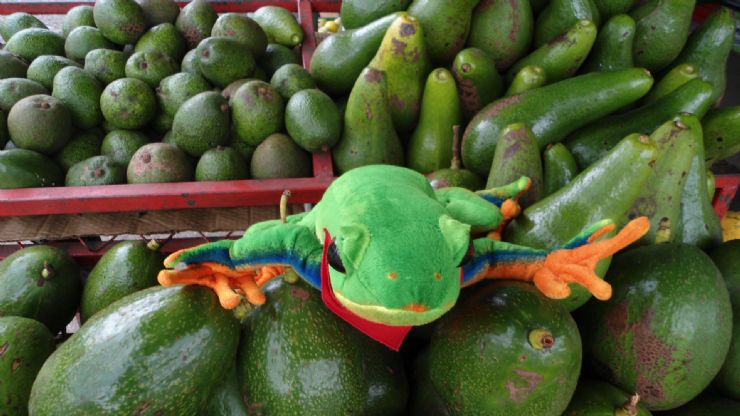 Javi the Frog with delicious avocados