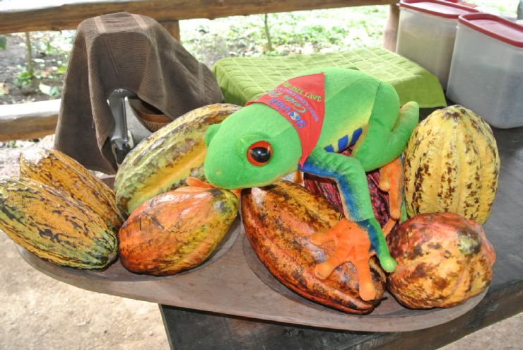 Javi the Frog having fun next to cacao seeds in La Fortuna