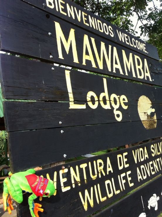 Javi the Frog at Mawamba Lodge, Tortuguero