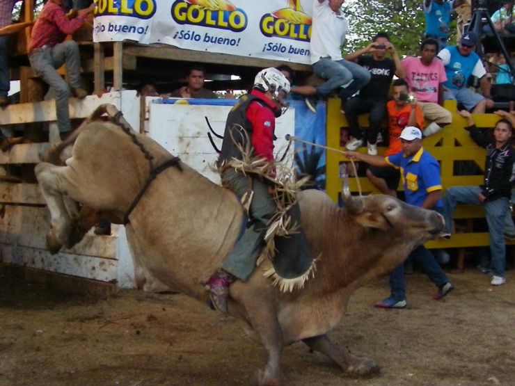 Jumping bull in Guanacaste