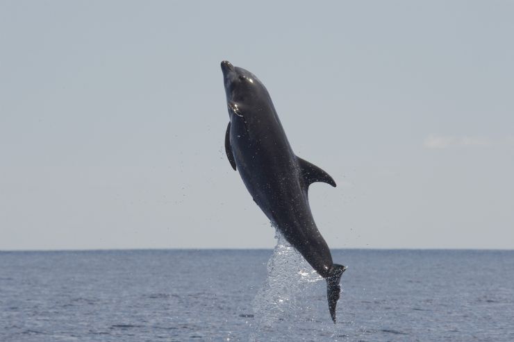 Amazing jumping dolphin in Osa Peninsula