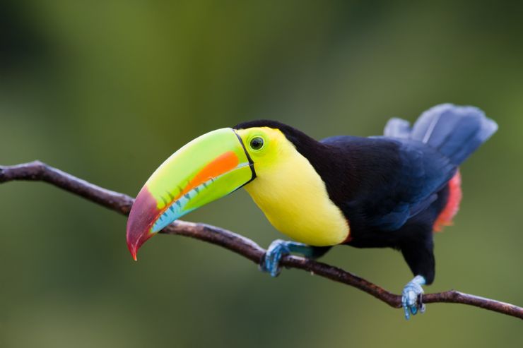 Keel Billed Toucan preparing to fly on forest