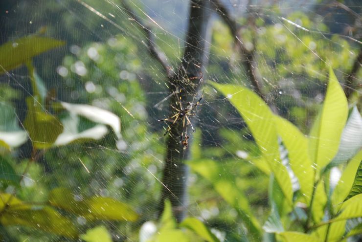 Beautiful Spider on Web