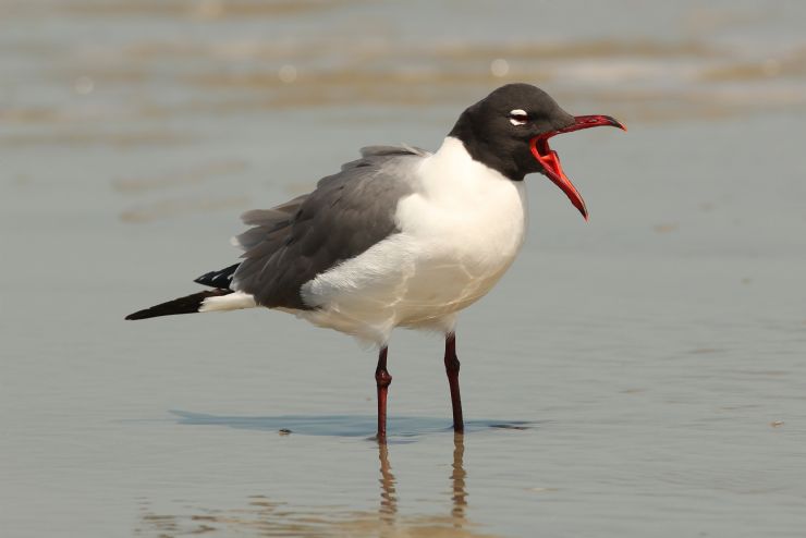 Laughing Gull calling on beach in Cabo Blanco Reserve
