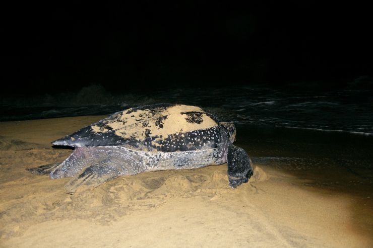 Female Leatherback sea turtle returning to sea after laying her eggs
