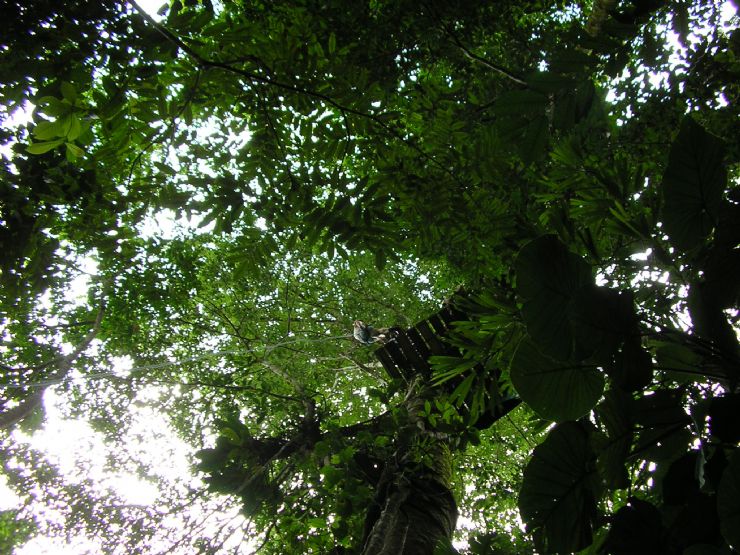 Looking up at a Platform on a Canopy Tour in Manuel Antonio