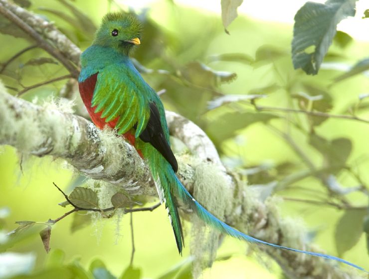 Male Quetzal spotted in Los Quetzales National Park