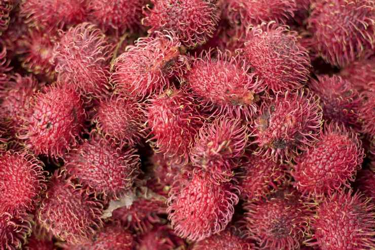 Mamon Chino (Rambutan)