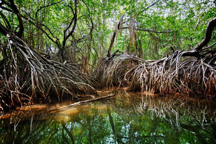 Amazing Sierpe Terraba Mangrove