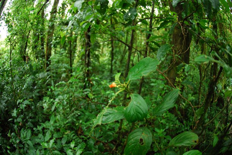 Middle of the forest in the Santa Elena Cloud Forest Reserve