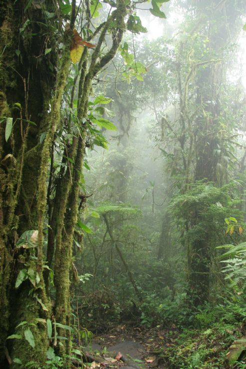 Mist in the Monteverde Cloud Forest Biological Reserve