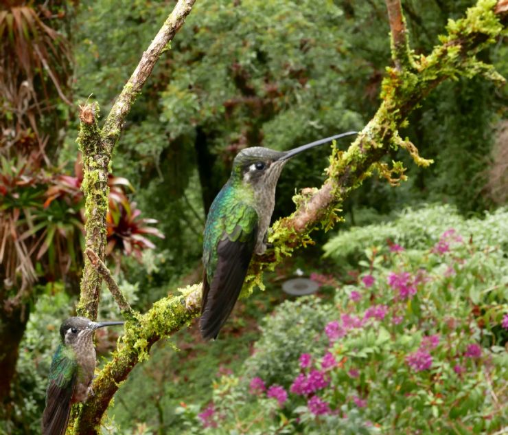 Beautiful Hummingbird at Monteverde Cloud Forest Reserve