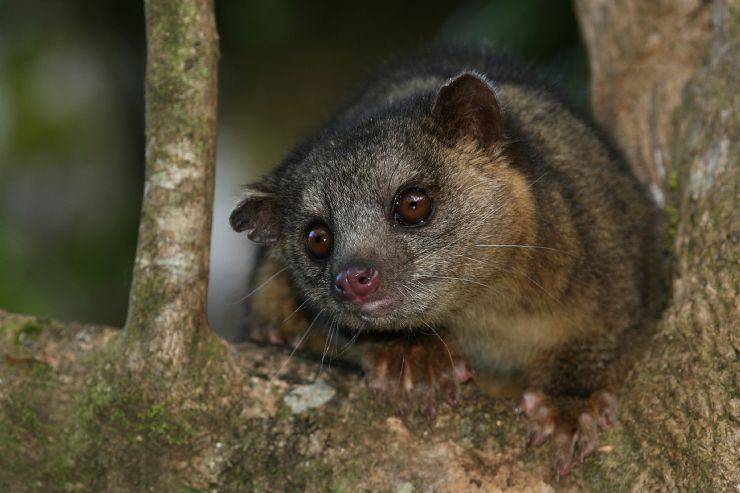 Nocturnal Kinkajou in Monteverde