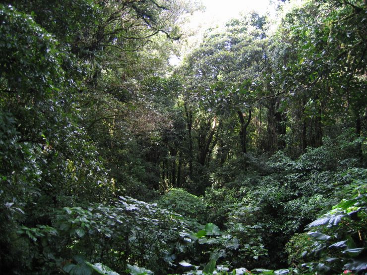 monteverde cloud forest reserve costa rica go visit costa rica