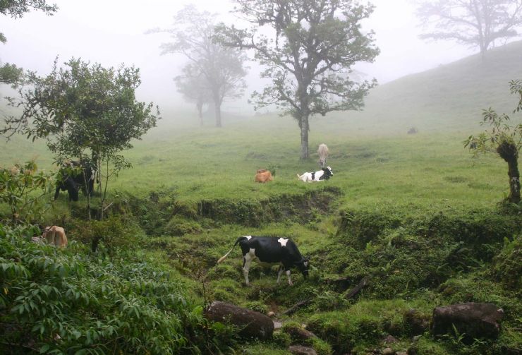 Cows on a pasture near Monteverde