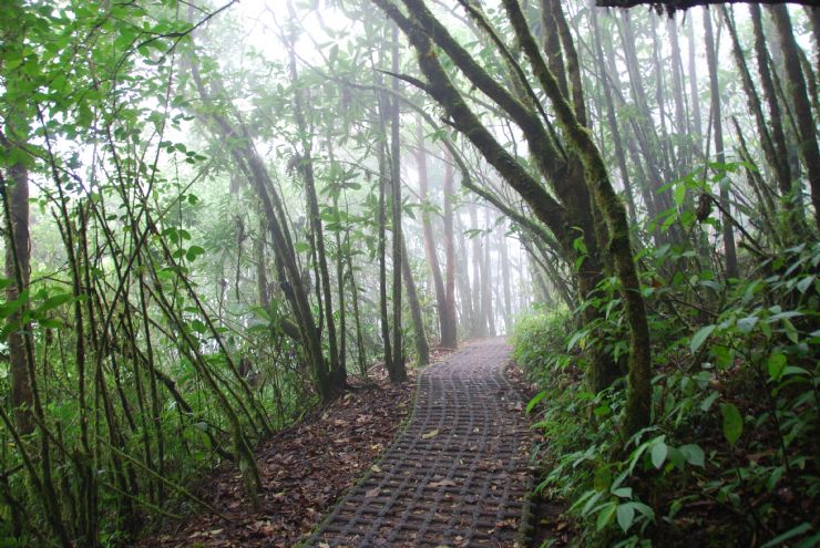 Beautiful hiking trails in Selvatura Park in the heart of Monteverde