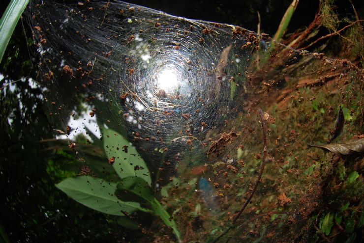 Spiders are plentiful in the rainforest