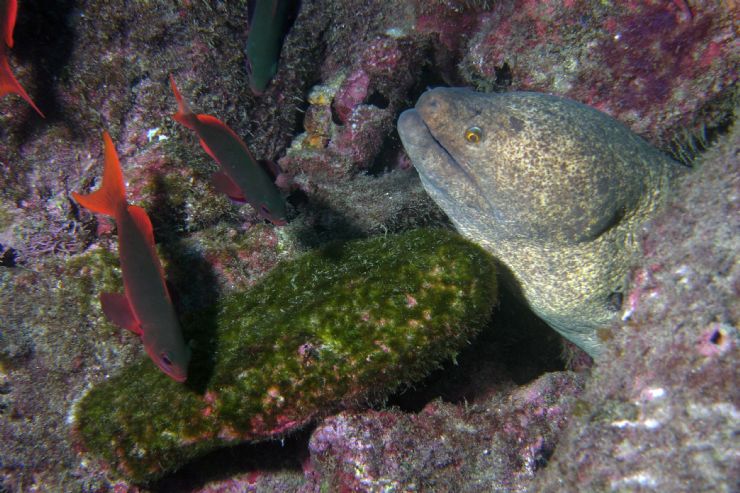 Moray Eel at Cocos Island