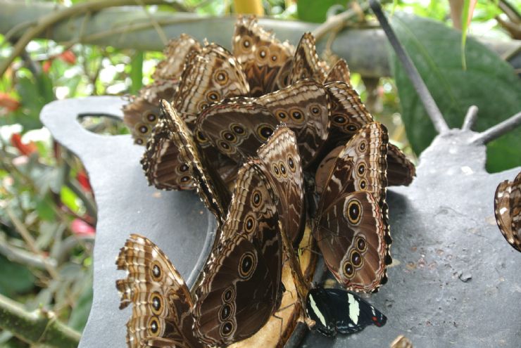 Morpho butterflies having party with fruit!