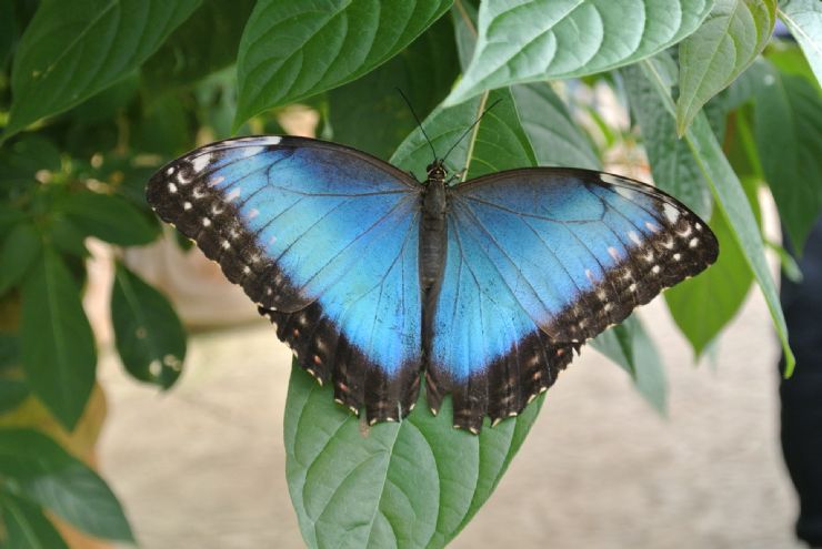 Most beautiful Costa Rica Morpho butterfly