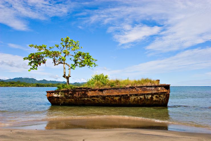 Old vessel with tree in Puerto Viejo