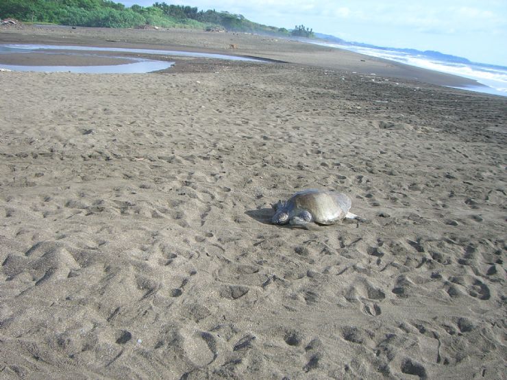 Olive Ridley Crawling to Nest