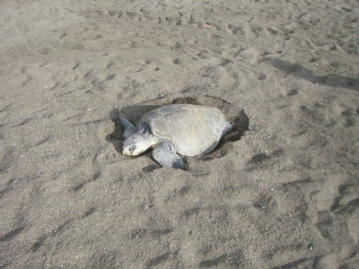 Olive Ridley Turtle Nesting