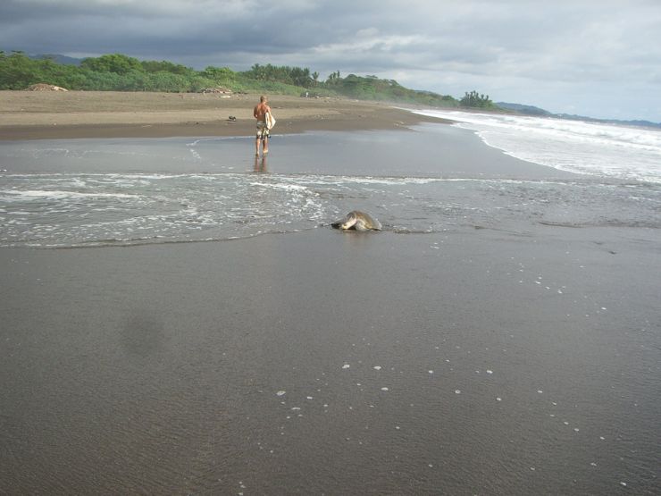 Sea Turtle & Surfer in Harmony