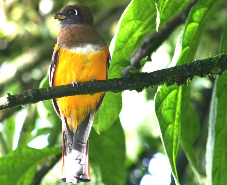 Orange Bellied Trogon in Cerro de la Muerte, Cartago