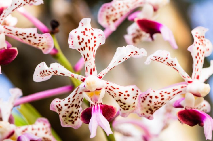 Orchid at CATIE Tropical Agriculture Center in Turrialba