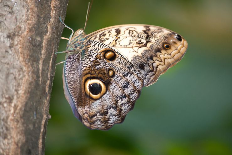 Owl Butterfly on tree in Lomas de Barbudal Biological Reserve