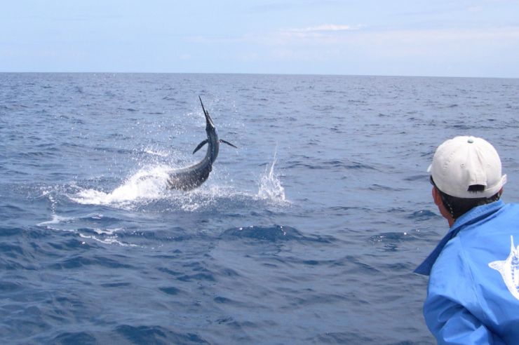 Pacific Sailfish on line off of Los Sueños Marina