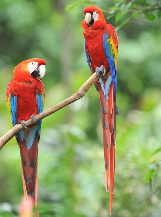 A pair of Scarlet Macaws (Ara macao) in Palo Verde National Park