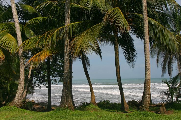 Palm trees on the beach at the Caribbean Coast