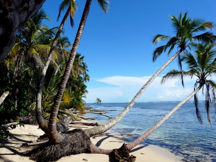 Palms over the ocean on Cahuita beach