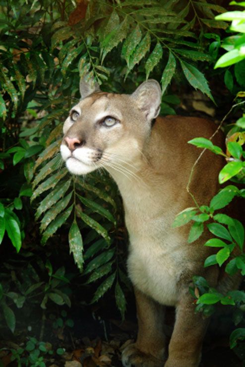 Puma looking up in Corcovado National Park