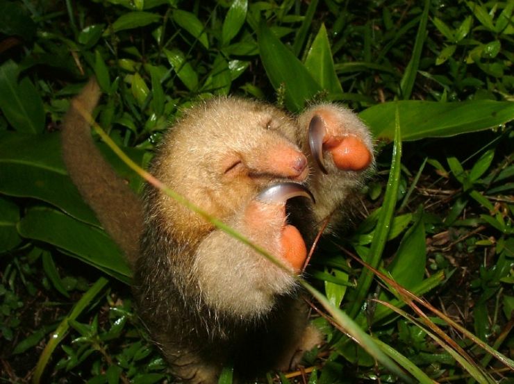 Pygmy Anteater in Corcovado National Park, Costa Rica